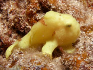 Commerson's Frogfish / Antennarius commersoni / Hawaian Reef, Dezember 21, 2005 (1/200 sec at f / 8,0, 11.5 mm)