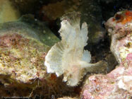 Leaf Scorpionfish / Taenianotus triacanthus / Hawaian Reef, Dezember 21, 2005 (1/80 sec at f / 4,5, 9.8 mm)