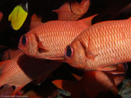 Big-Scale Soldierfish / Myripristis berndti / Molokini Wall, Dezember 21, 2005 (1/80 sec at f / 5,6, 17.5 mm)