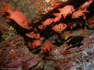 Big-Scale Soldierfish / Myripristis berndti / Molokini Wall, Dezember 21, 2005 (1/80 sec at f / 5,6, 5.7 mm)
