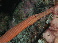Trumpetfish / Aulostomus chinensis / Molokini Wall, Dezember 21, 2005 (1/160 sec at f / 5,6, 16.3 mm)