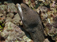 Whitemouth Moray / Gymnothorax meleagris / Pinnacle Point, Dezember 22, 2005 (1/80 sec at f / 5,6, 11.5 mm)