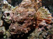 Titan Scorpionfish / Scorpaenopsis cacopsis / Pinnacle Point, Dezember 22, 2005 (1/160 sec at f / 5,6, 5.7 mm)