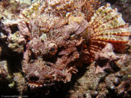 Titan Scorpionfish / Scorpaenopsis cacopsis / Pinnacle Point, Dezember 22, 2005 (1/160 sec at f / 5,6, 5.7 mm)