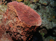 Giant Barrel Sponge / Verongula gigantea / Maria La Gorda, März 24, 2006 (1/80 sec at f / 4,5, 5.7 mm)