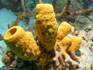 Yellow Tube Sponge / Aplysina fistularis / Maria La Gorda, März 24, 2006 (1/200 sec at f / 7,1, 5.7 mm)
