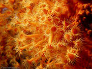 Sea anemone / Parazoanthus axinellae / Porquerolle, September 06, 2006 (1/200 sec at f / 8,0, 11.5 mm)