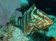 Nassau grouper / Epinephelus striatus / Varadero, März 19, 2006 (1/160 sec at f / 5,6, 9.1 mm)