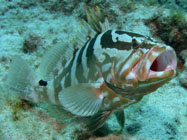 Nassau grouper / Epinephelus striatus / Varadero, März 19, 2006 (1/160 sec at f / 5,6, 11.8 mm)