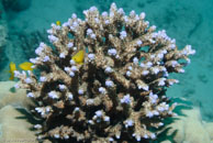  /  / Eddy Reef, Juli 21, 2007 (1/160 sec at f / 8,0, 40 mm)