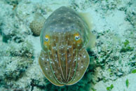 Broadclub Cuttlefish / Sepia latimanus / Eddy Reef, Juli 21, 2007 (1/160 sec at f / 8,0, 62 mm)