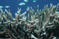  /  / Eddy Reef, Juli 21, 2007 (1/160 sec at f / 8,0, 38 mm)