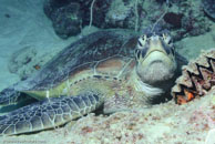 Green turtle / Chelonia mydas / Eddy Reef, Juli 21, 2007 (1/160 sec at f / 8,0, 50 mm)