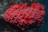 Sea Squirt / Eusynstyela latericius / Eddy Reef, Juli 21, 2007 (1/160 sec at f / 8,0, 62 mm)