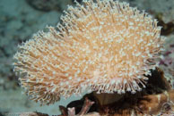 Mushroom Leather Coral / Sarcophyton sp. / Eddy Reef, Juli 21, 2007 (1/160 sec at f / 8,0, 62 mm)