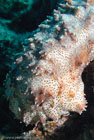 Sea Cucumber / Thelenota anax / Eddy Reef, Juli 21, 2007 (1/160 sec at f / 8,0, 62 mm)