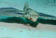 Flying Gurnard / Dactylopterus volitans / Blue Reef Diving, März 08, 2007 (1/160 sec at f / 10, 70 mm)