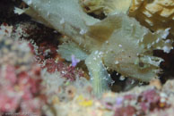 Leaf Scorpionfish / Taenianotus triacanthus / Tenement I, Juli 15, 2007 (1/160 sec at f / 10, 105 mm)