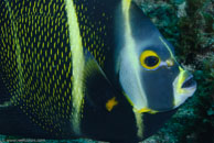 French Angelfish / Pomacanthus paru / Blue Reef Diving, März 15, 2008 (1/100 sec at f / 14, 105 mm)
