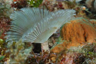 Variegated Feather Duster / Bispira variegata / Blue Reef Diving, März 15, 2008 (1/100 sec at f / 14, 105 mm)