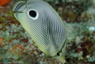 Foureye Butterflyfish / Chaetodon capistratus / Marina Hemingway, März 19, 2008 (1/100 sec at f / 13, 105 mm)