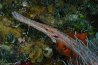 Trumpetfish / Aulostomus maculatus / El Salon de Maria, März 25, 2008 (1/100 sec at f / 13, 105 mm)