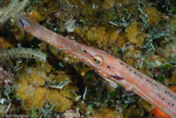 Trumpetfish / Aulostomus maculatus / El Salon de Maria, März 25, 2008 (1/100 sec at f / 13, 105 mm)