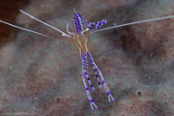 Pederson Cleaner Shrimp / Periclimenes pedersoni / El Valle del Coral, März 25, 2008 (1/100 sec at f / 13, 105 mm)