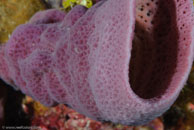 Pink Vase Sponge / Niphates digitalis / El Valle del Coral, März 25, 2008 (1/100 sec at f / 13, 105 mm)