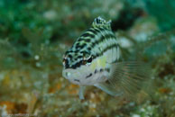 Harlequin Bass / Serranus tigrinus / El Valle del Coral, März 25, 2008 (1/100 sec at f / 13, 105 mm)