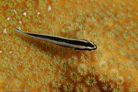 Broadstripe Goby / Gobiosoma prochilos / El Valle del Coral, März 25, 2008 (1/100 sec at f / 13, 105 mm)