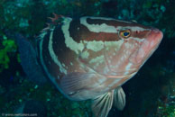 Nassau grouper / Epinephelus striatus / El Elcanto 2, März 26, 2008 (1/100 sec at f / 9,0, 105 mm)