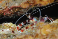 Banded Coral Shrimp / Stenopus hispidus / El Elcanto 2, März 26, 2008 (1/100 sec at f / 9,0, 105 mm)