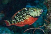 Stoplight parrotfish / Sparisoma viride / Bahia de Cochinos, März 09, 2008 (1/100 sec at f / 10, 105 mm)