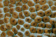 Great Star Coral / Montastraea cavernosa / Bahia de Cochinos, März 09, 2008 (1/100 sec at f / 10, 105 mm)