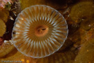 Ruffled Feather Duster (Hypsicomus sp.)