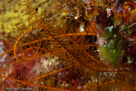 Golden Crinoid (Davidaster rubiginosa)