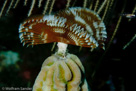 Split-Crown Feather Duster (Anamobaea orstedii)