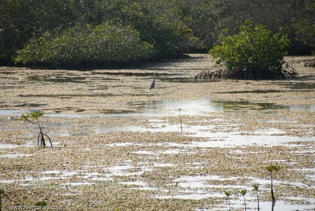 Mangrove Forest, Ciego de Avila, Cuba;  1/1000 sec at f / 5,6, 200 mm