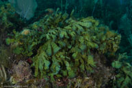 Leafy flat-blade alga / Stypopodium zonale / Patrizia, April 07, 2012 (1/125 sec at f / 8,0, 16 mm)