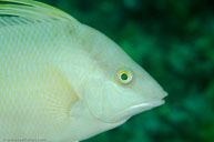 Hogfish / Lachnolaimus maximus / Anclitas, April 08, 2012 (1/250 sec at f / 8,0, 105 mm)