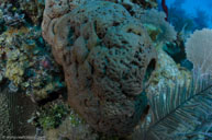 Sponge / Agelas cerebrum / Los Mogotes, April 10, 2012 (1/250 sec at f / 7,1, 17 mm)