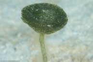 Flat-top bristle brush / Penicillus pyriformis / El Galeón, April 11, 2012 (1/250 sec at f / 20, 105 mm)