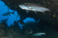 Tarpon / Megalops atlanticus / Five Seas, April 12, 2012 (1/250 sec at f / 9,0, 16 mm)