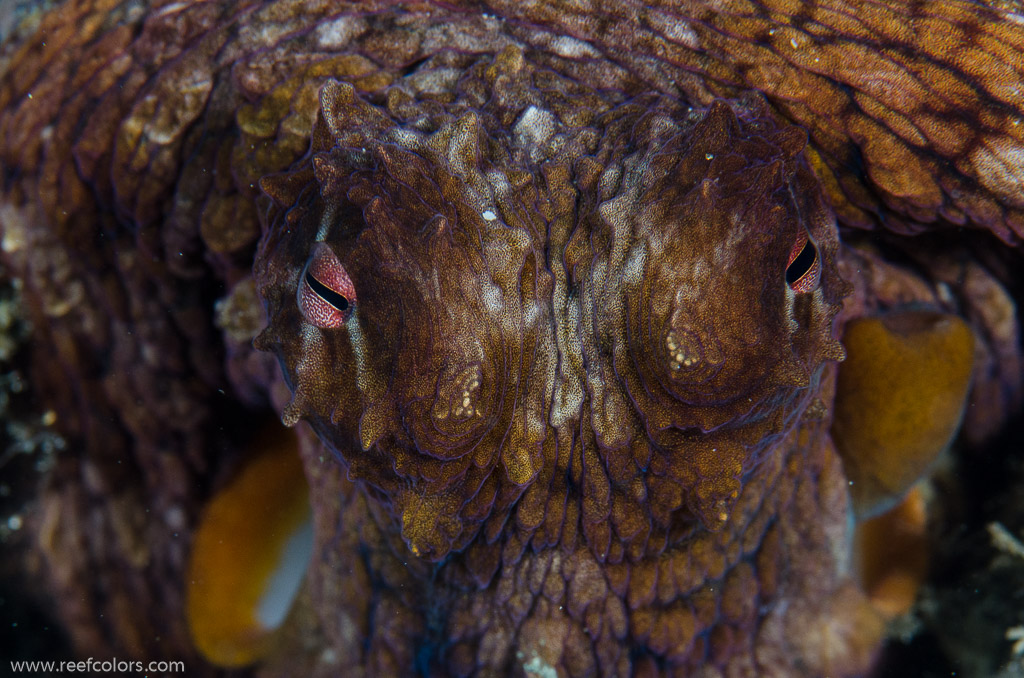 Garden Eels, Hawaii, USA;  1/200 sec at f / 14, 105 mm