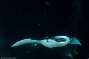 Manta Night Dive, Hawaii, USA;  1/160 sec at f / 7,1, 17 mm