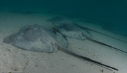 Heron Reef, Queensland, Australia;  1/160 sec at f / 9,0, 17 mm