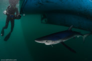 Shark Diving, Rhode Island, USA;  1/320 sec at f / 11, 10 mm