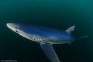 Shark Diving, Rhode Island, USA;  1/250 Sek. bei f / 10, 10 mm