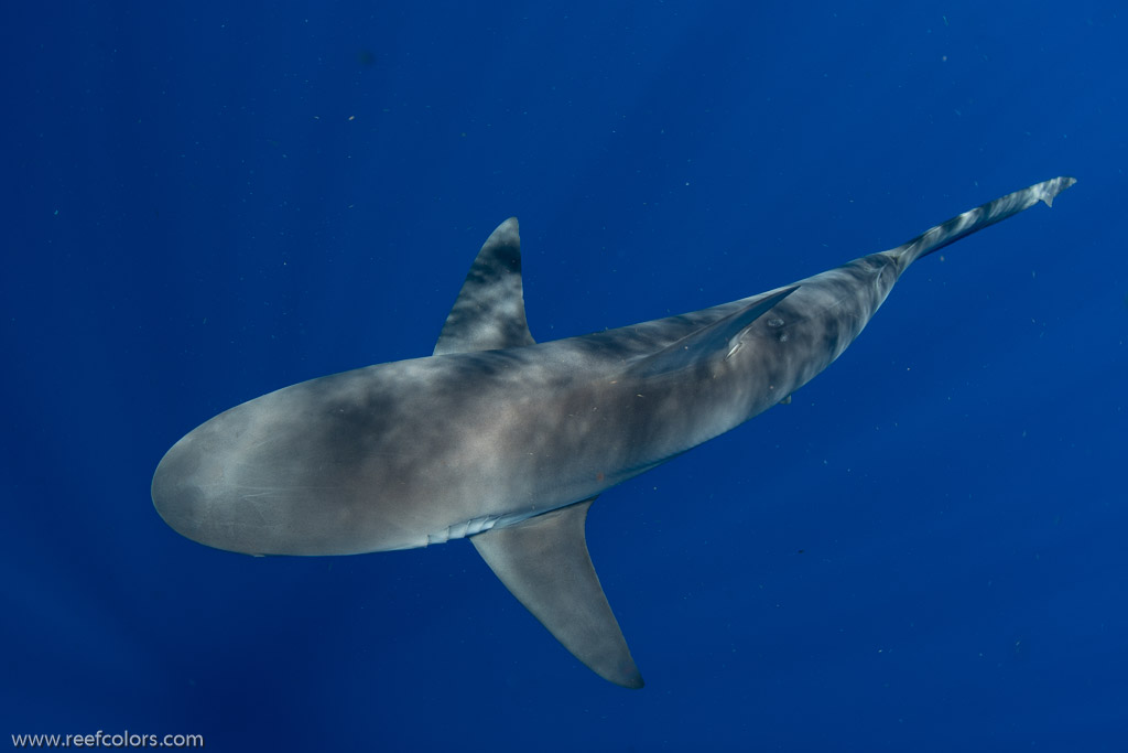 Florida Shark Diving, Florida, USA;  1/250 sec at f / 8,0, 17 mm